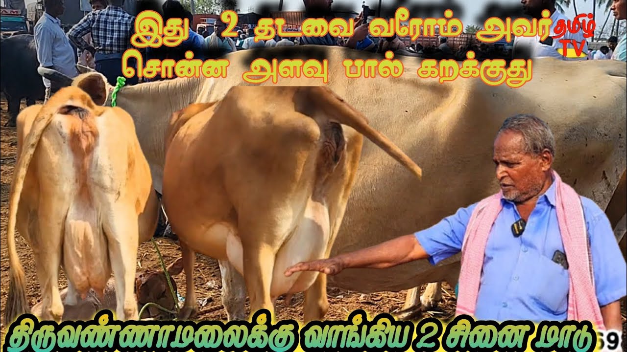 திருவண்ணாமலைக்கு வாங்கிய பால் கறவை திறன் அதிகம் மிக்க சினை மாடுகள் #கருங்கல்பாளையம் #மாட்டு #tamil