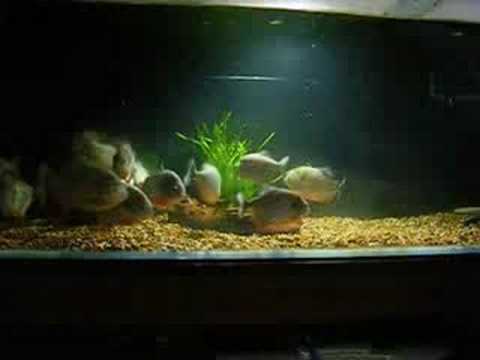 piranha 3d Cariba & Rbp Shoal Feeding Show