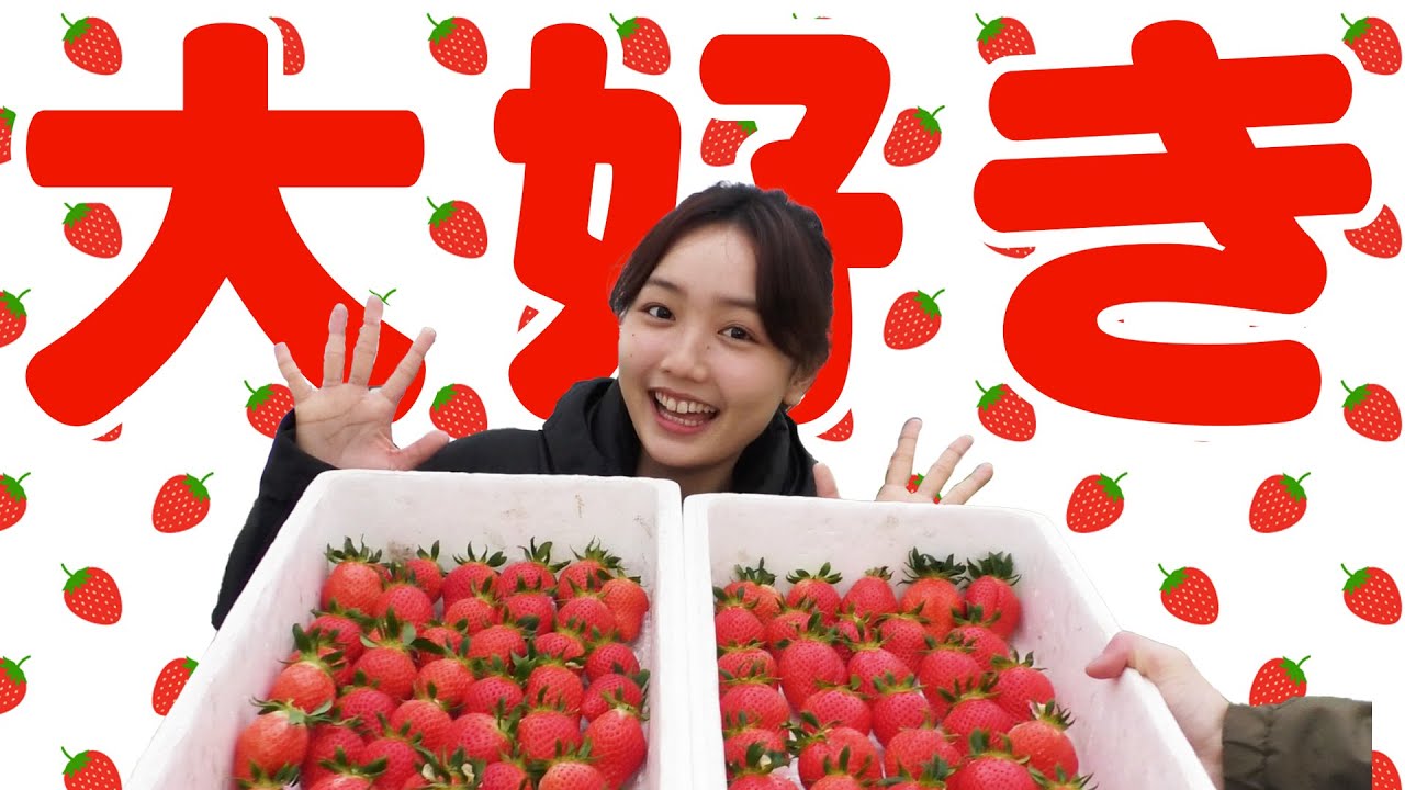 必見 いちご農家の一日に密着 収穫 Youtube
