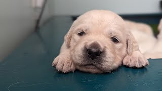 19 day old golden retriever puppies (the Bumblebee litter)