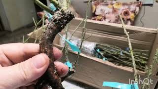Уцененные саженцы роз с Розы Вдоховения