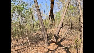 Dangerous Cutting Around Powerlines Especially When 3 Trees Growing out of One Stump