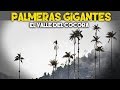 EL VALLE DEL COCORA Y EL DESIERTO DE LA TATACOA | COLOMBIA