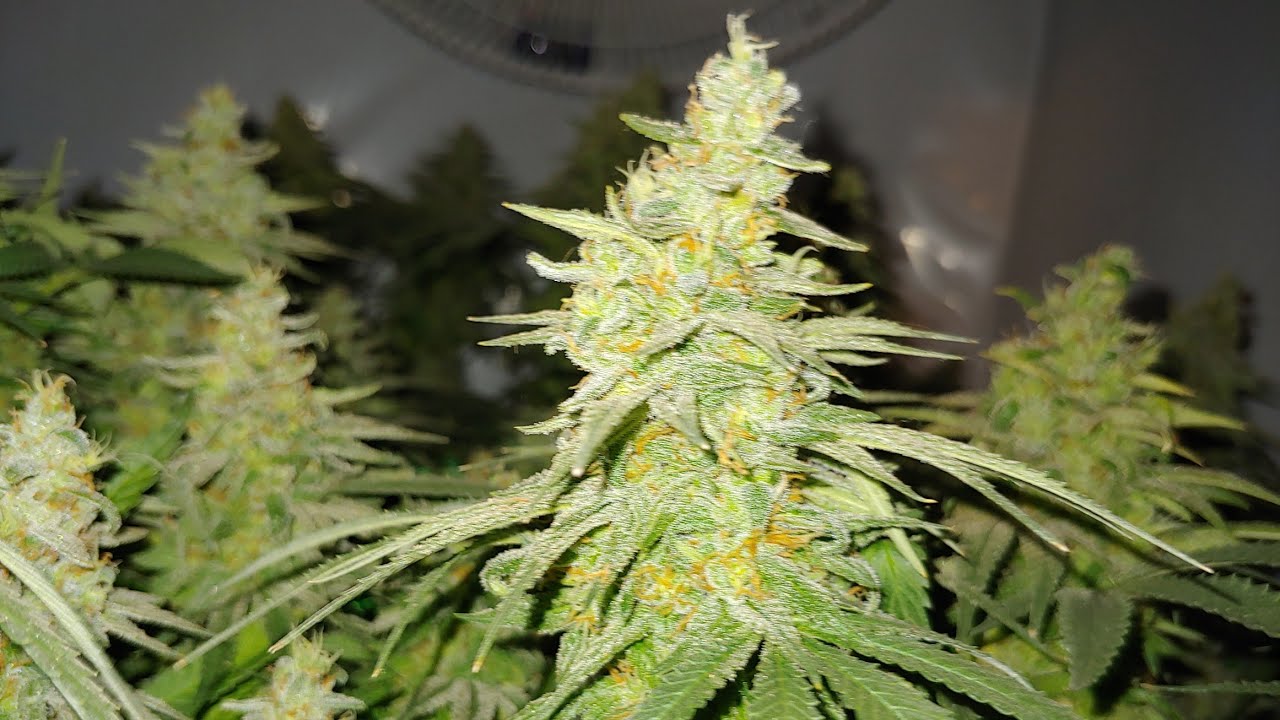 How I built My Grow Tent For The Viparspectra vs quantum boards test.