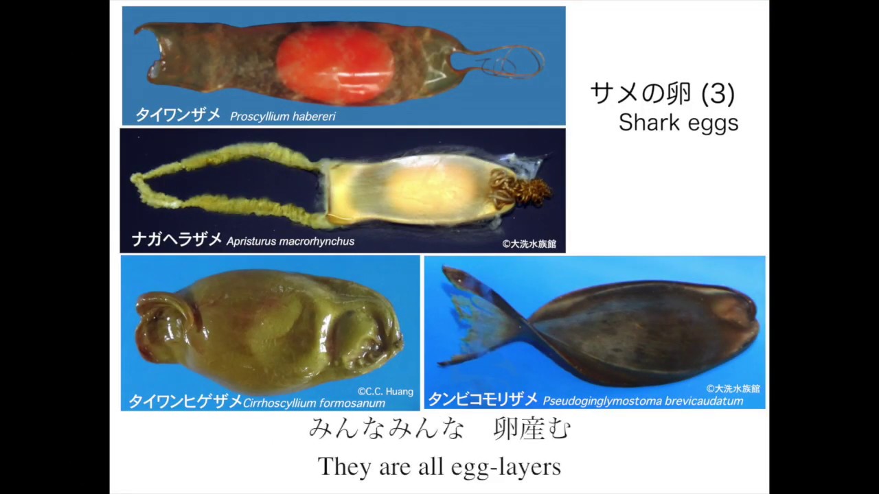 17 サメは卵も生むんだよ Sharks Lay Eggs Youtube