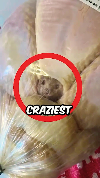 Download lagu The Weirdest Turkey Ever!🦃😱