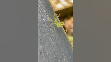 Baby Assassin To...  #insects #assassinbug