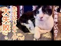 なんてこった、大失敗しました…。それでもれいちゃんは優しい…!【先生とれいちゃん】