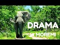 Drama in moremi game reserve  botswana