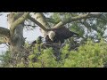 Bald eagle feeding chicks