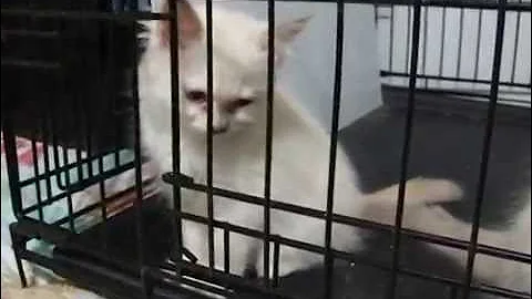 Video 1279421: tabby kitten, lilac tabby, tabby point, cream tabby, birman kittens