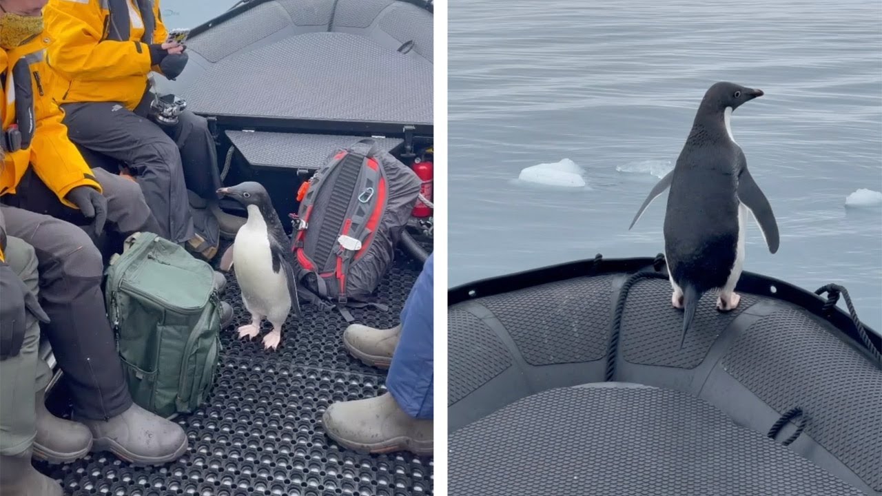 Penguin Hitches Ride On Boat | Amazing Wildlife Video - YouTube