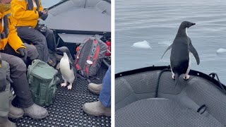 Penguin Hitches Ride On Boat | Amazing Wildlife Video