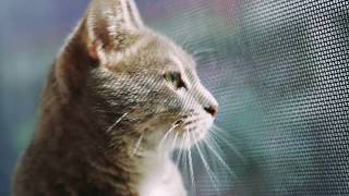 Shelter cats waiting for love - Animal Welfare League Qld