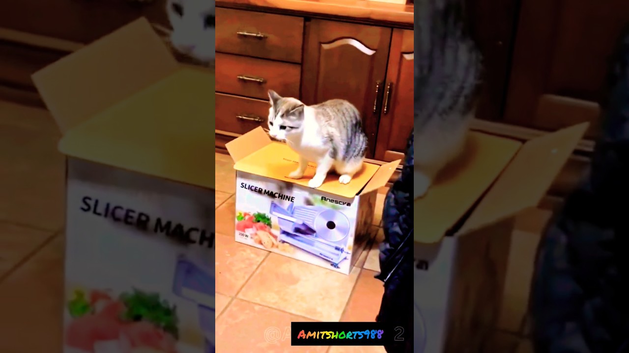 kucing lucu /funny kittens 