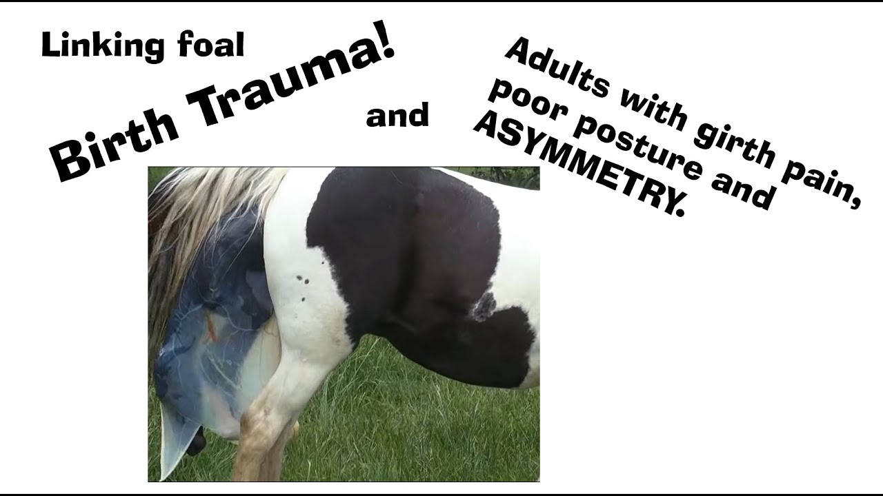 Birth Trauma of Foals and Asymmetry of Horses