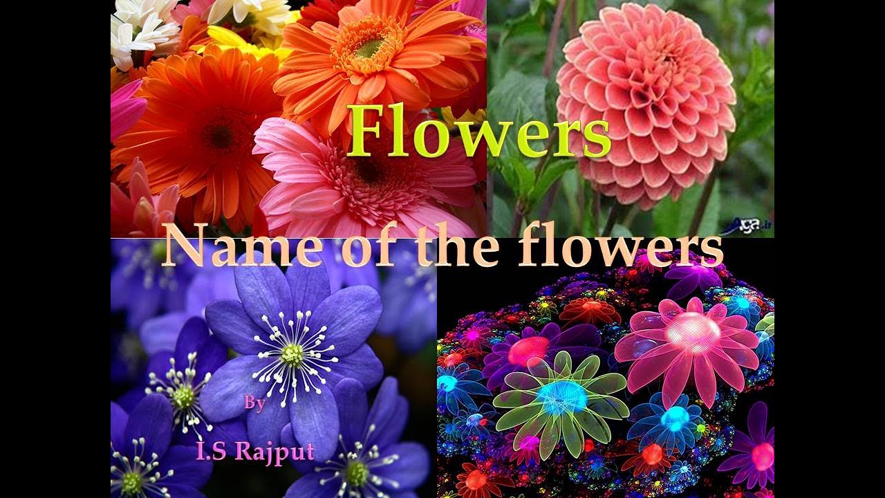 Flowers Name of Flowers in English Flowers Name Videos for Kids