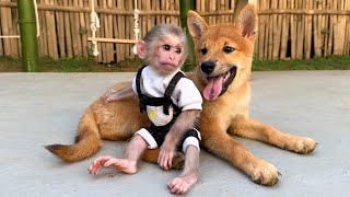 Lets See The Daily Life Of Baby Monkey Xuka And Puppy Kun With Their Family.