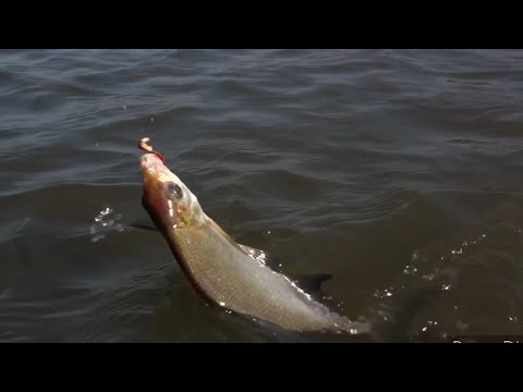 Влияние атмосферного давления на клёв рыбы.