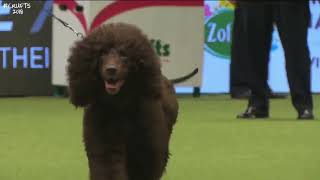 Best of Breed, Gundog Group|SPANIEL(IRISH WATER)|(20172022)