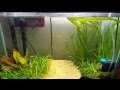 How To Lower Nitrates In Your Aquarium