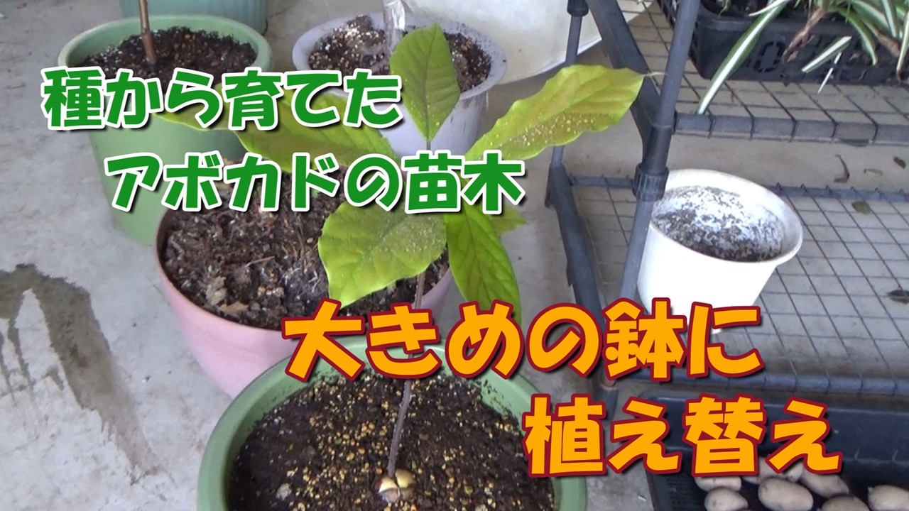 我が家の果樹たち】種から育てているアボカドの苗木を大きめの鉢に植え