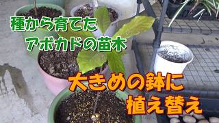 我が家の果樹たち】種から育てているアボカドの苗木を大きめの鉢に植え