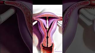 Abnormal uterine discharge explained #ReproductiveHealth #FemaleAnatomy #Gynecology
