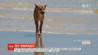 В Австралії собака динго викрав однорічну дитину В Австралії собака динго викрав однорічну дитину