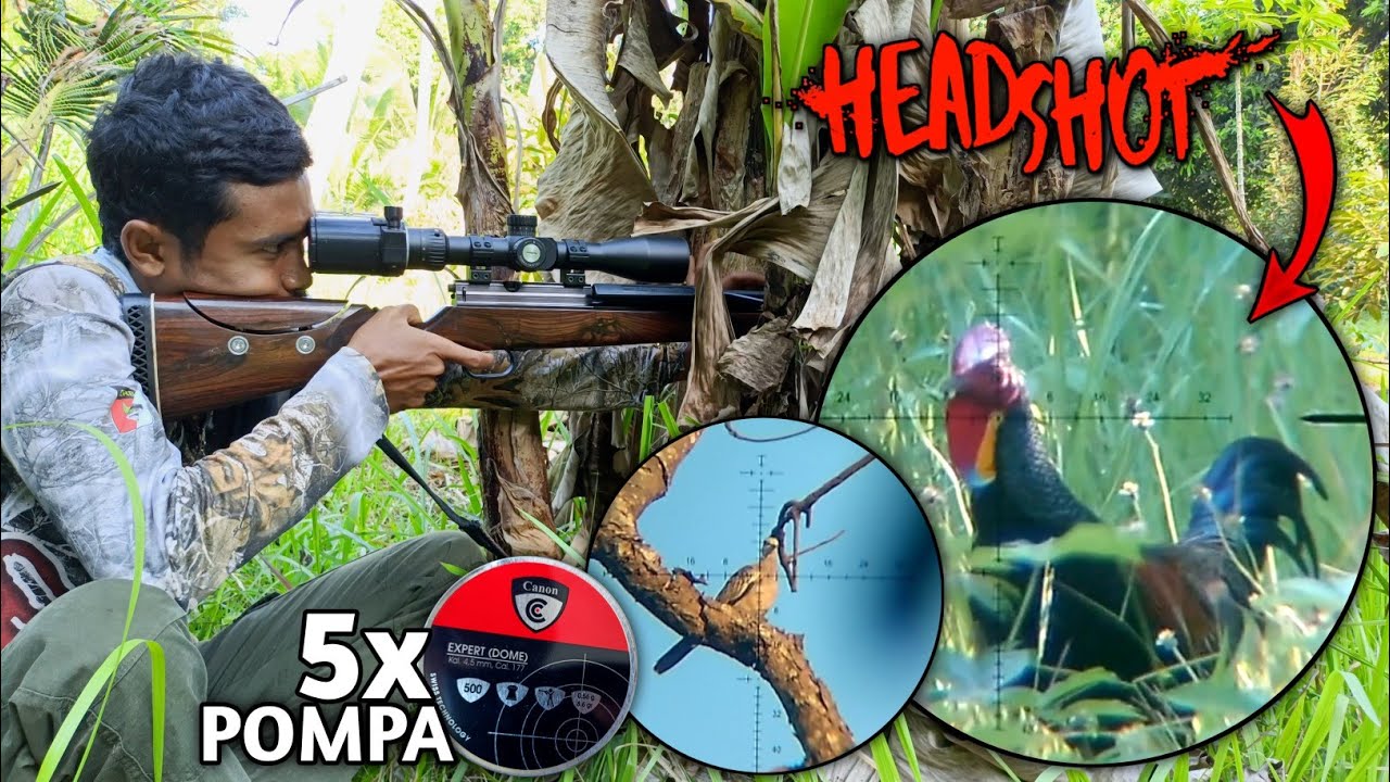 SUPER TEGANG‼️ BERBURU AYAM HUTAN Setelah main di penjemuran gabah