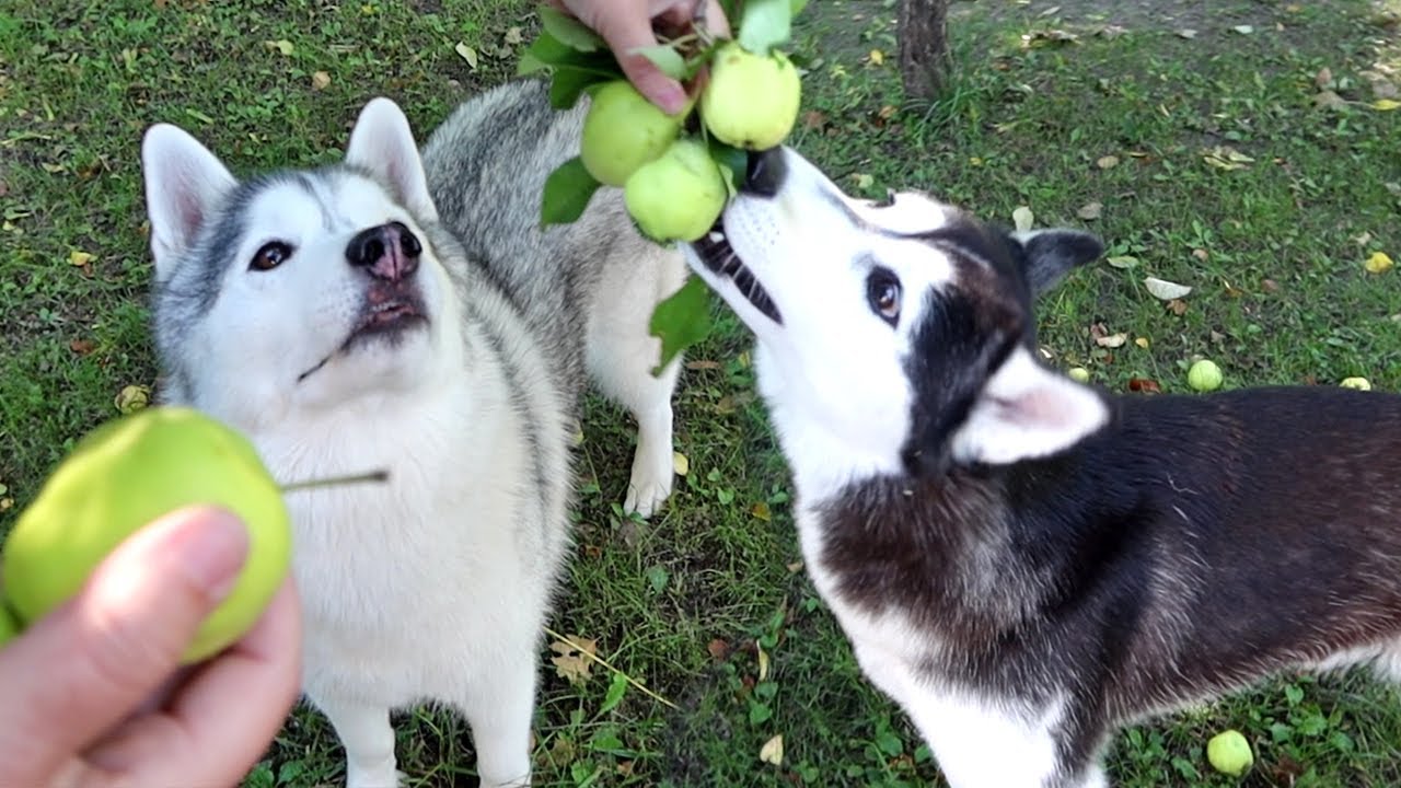 Husky Picking Apples To Make DOG TREATS YouTube