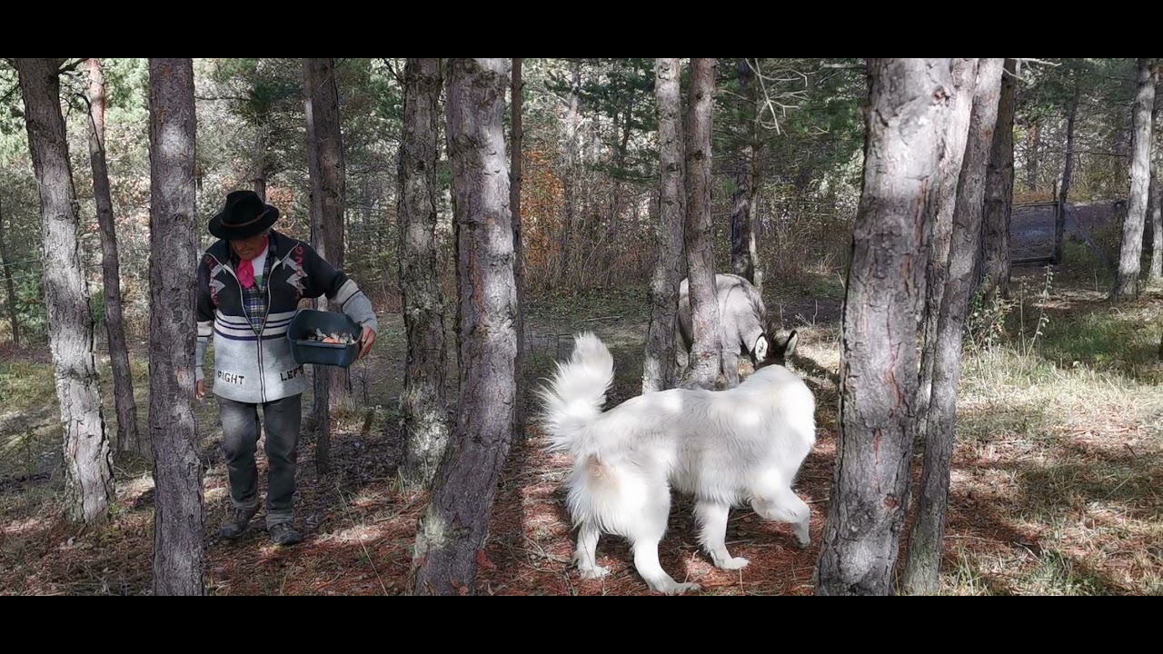 Tout va bien pour Kracotte de Bel'Âne, même plus peur des chiens!