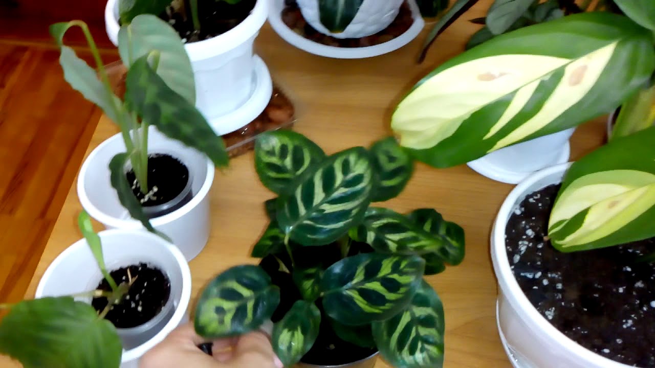 Комнатные цветы . Обзор моих растений из семейства Марантовые. - YouTube