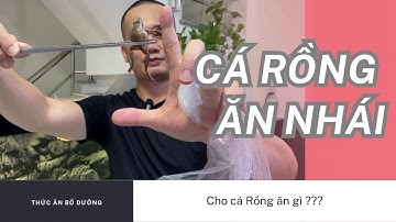 CÁ RỒNG ĂN THỊT NHÁI || Thức ăn cho cá rồng - Review Cuộc Sống