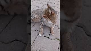 O Kadar Yuvarlandık. Kuru Değil Yaş Mama İsterim. Şfet Şfetbeniöneçıkar