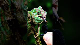 AI Meets Chameleon: The Most Relaxing ASMR Interview Ever!