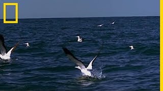 The Cape Fools, or the Air Force of the Oceans