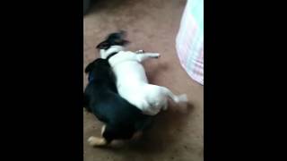 Monty And Scooby Playing