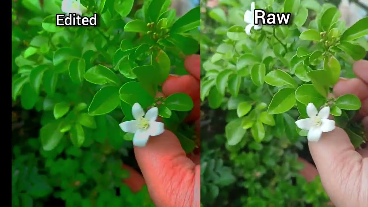 First time I tried color grading in inshot | ಹೇಗಿದೆ comment ಮಾಡಿ | color grading | video editing  