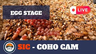 SIC - LIVE Coho Cam- January 9 2025