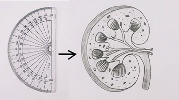 How to draw kidney diagram step by step | Internal structure of kidney