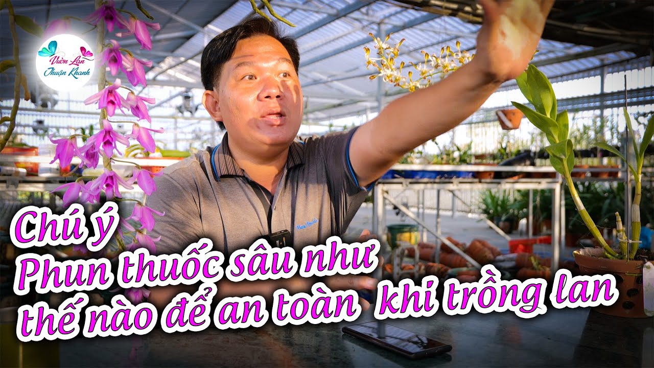 PHUN THUỐC HOA LAN NHƯ THẾ NÀO AN TOÀN VÀ HIỆU QUẢ