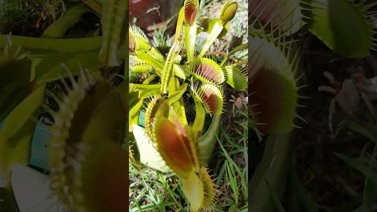 Feeding a venus fly trap YouTube