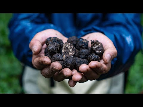 Video: Mga Truffle Dogs: Ang Mga Pups Na Ito Ay Sinasanay Sa Hunt Fungi