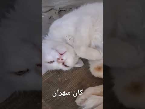 السهره جامده