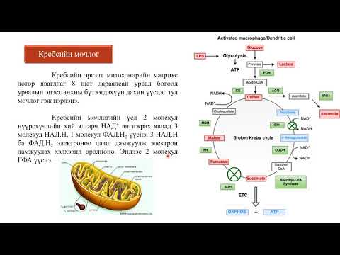 Видео: Эсийн үйл явц гэж юу вэ?