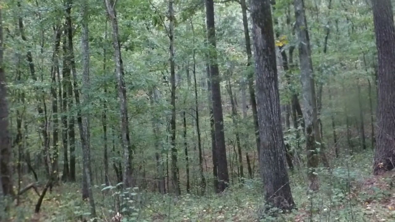 Alabama Bigfoot Odd noises and lots of rain.