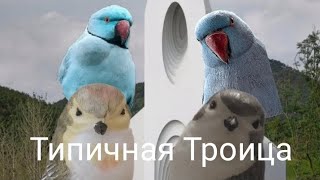 Типичная Троица! Все серии (сериал в честь праздника троицы)