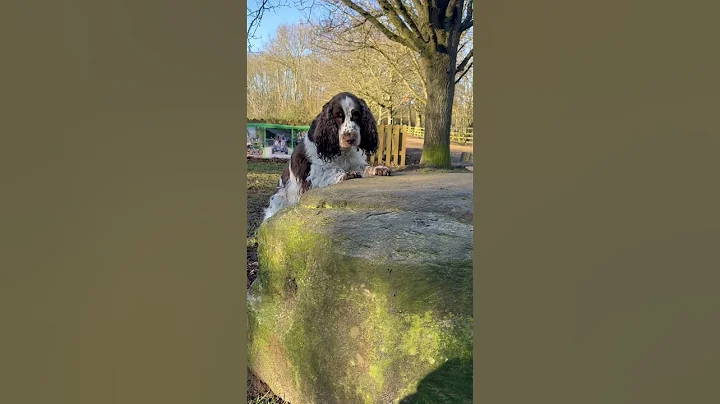 Dog Peeks During Hide and Seek || ViralHog