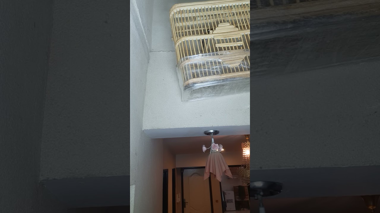 بلبل وحشي خام اسمع الحنجره اشتركو ليصلكم كل جديد